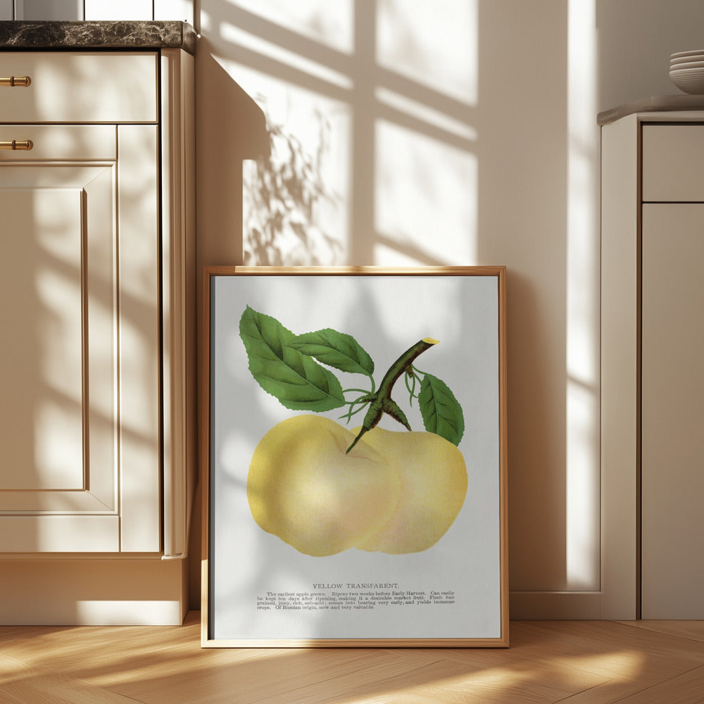 Yellow Transparent Apple Lithograph Print